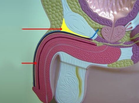 ligamen zakar